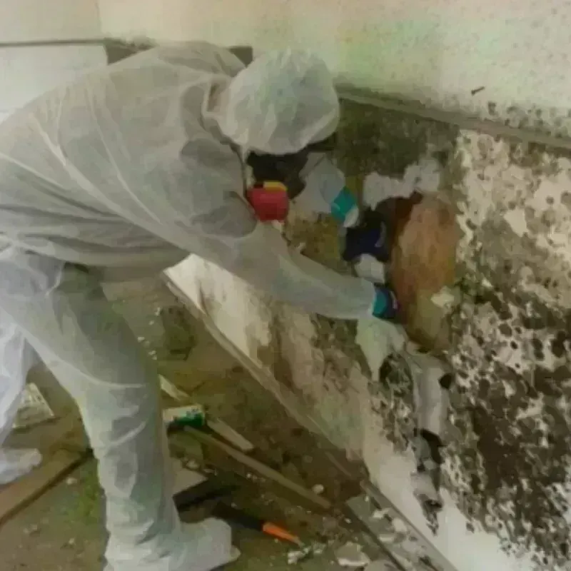 Mold Remediation and Removal in Little Flock, AR